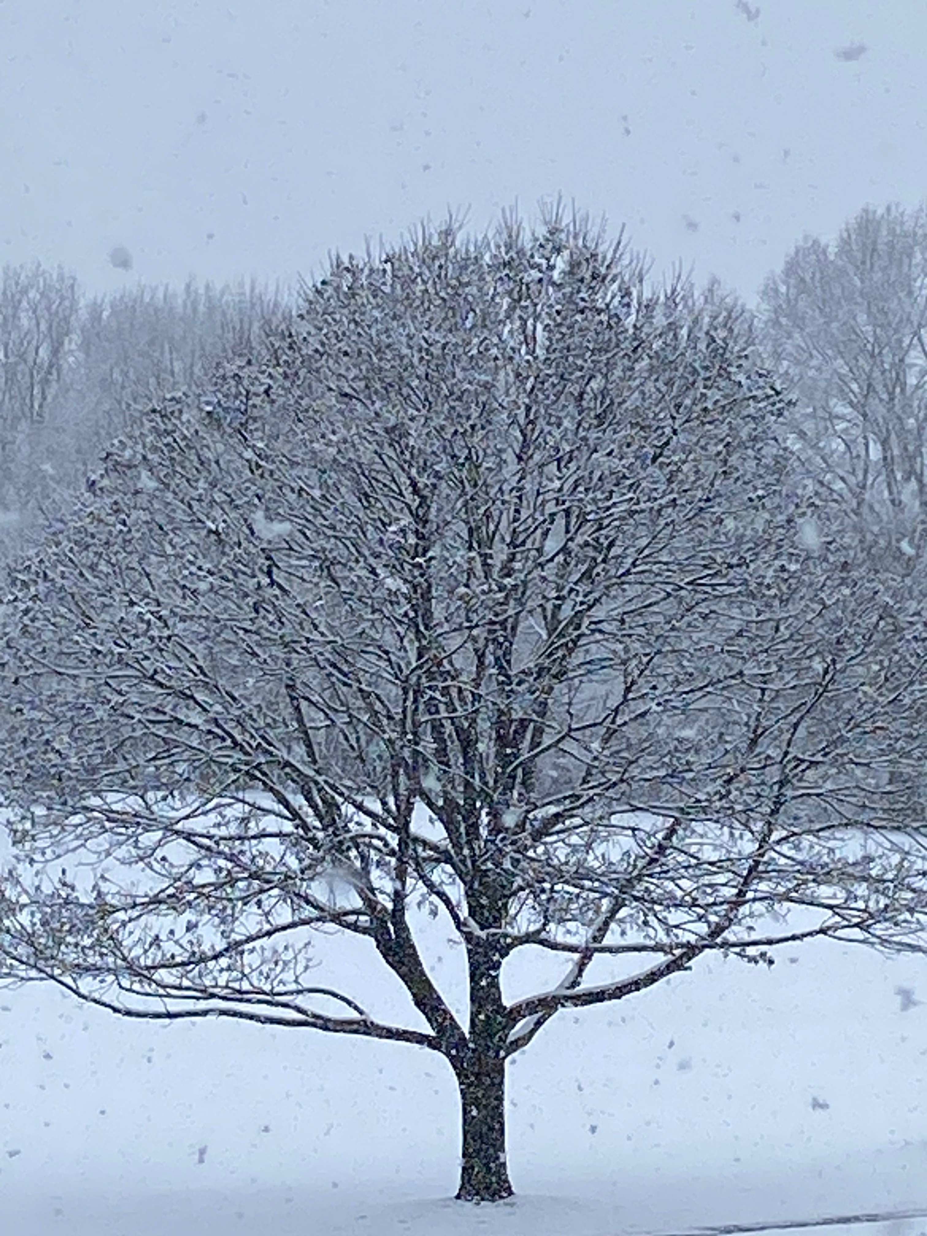 January Newsletter and a special show!